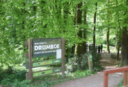 Drumboe Woods