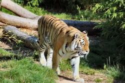 Colchester Zoo