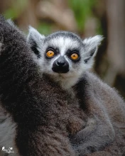 Cotswold Wildlife Park & Gardens