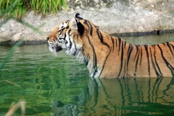 Isle of Wight Zoo