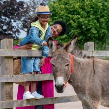 The Donkey Sanctuary