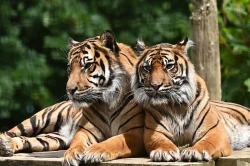 Welsh Mountain Zoo