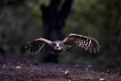 The Kent Owl Academy