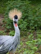 Birdworld (Farnham)