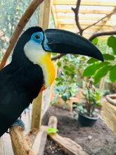 The Living Rainforest