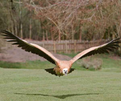 The International Centre for Birds of Prey