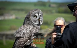 SMJ Falconry