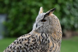 Liberty's Owl, Raptor And Reptile Centre