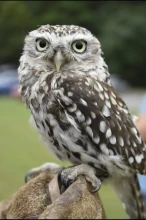 Vale Royal Falconry Centre