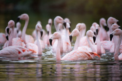 Jersey Zoo (Durrell Wildlife Conservation Trust)