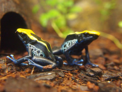 Amazonia