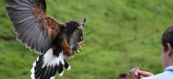 Kielder Water Bird of Prey Centre