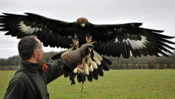 Icarus Falconry