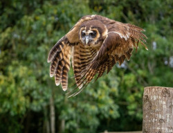 The Raptor Foundation