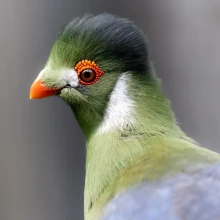 Hamerton Zoo Park