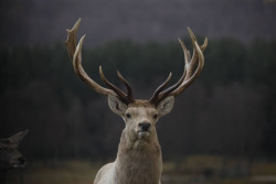 Highland Wildlife Park