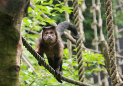 Wild Futures Monkey Sanctuary