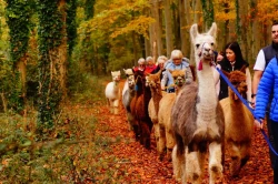 Dunreyth Alpacas