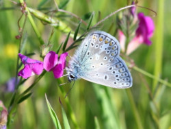 Arreton Down Wildlife Reserve