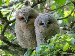 The Welsh Wildlife Centre