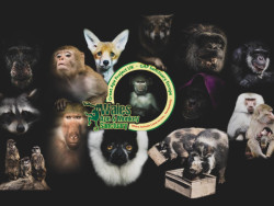 Wales Ape and Monkey Sanctuary