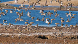 Rye Harbour Nature Reserve