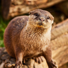 Askham Bryan Wildlife & Conservation Park
