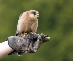Thirsk Birds of Prey Centre
