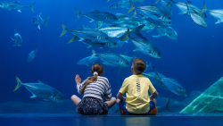 National Marine Aquarium