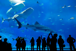 Blue Reef Aquarium Portsmouth