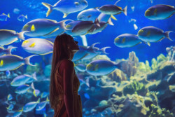 Lake District Coast Aquarium