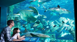 Oceanarium Bournemouth