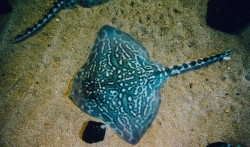 SeaQuarium Rhyl