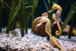 Hastings Aquarium