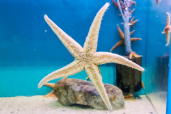 Lyme Regis Marine Aquarium