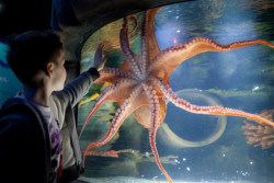 Marine Life Aquarium Bray